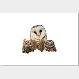 Scops owl, Little Owl and Owl Posters and Art